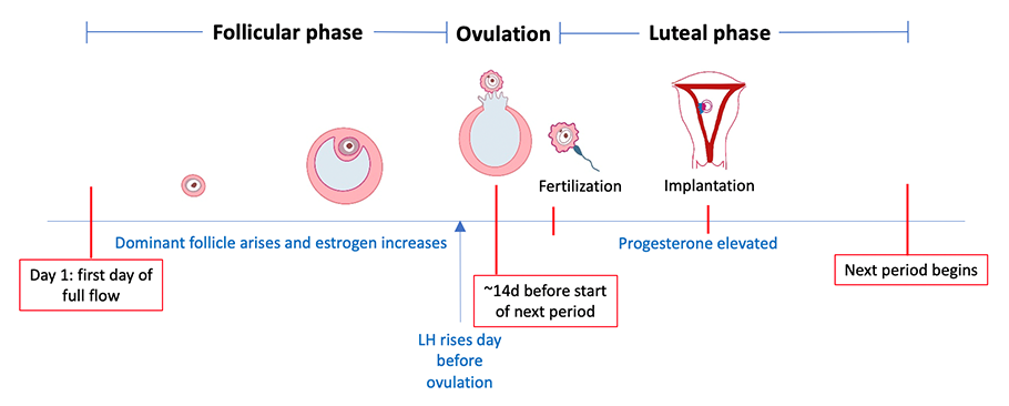 menstrual cycle diagram